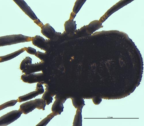 Réf. 299 155 : Nemastoma lugubre